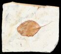 Paleocene Fossil Leaf - Montana #56203-1